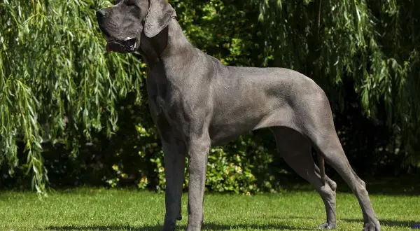 Duży szary pies, dog niemiecki, dumnie stoi na trawniku, w tle zielone drzewa.