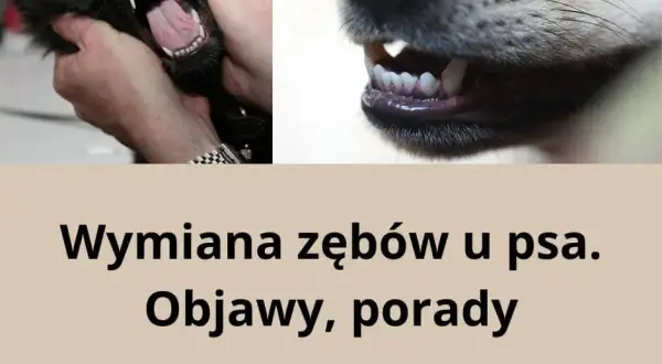 Kiedy szczeniakowi wypadają zęby? Sprawdź, co musisz wiedzieć o wymianie zębów