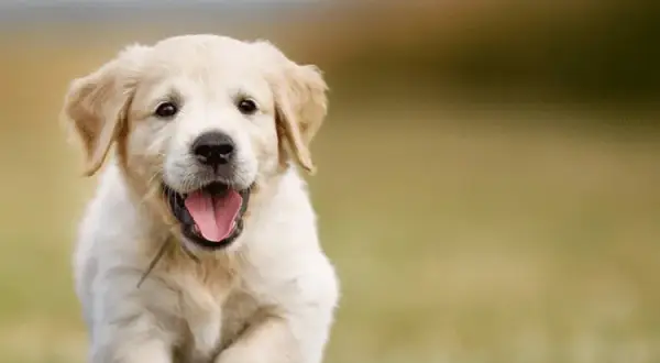 Ile karmy dla szczeniaka golden retriever? Kluczowe informacje o dawkowaniu.