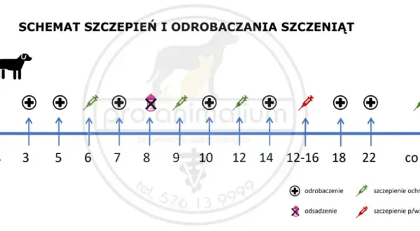 Szczeniak na spacer: Po którym szczepieniu? Pełny poradnik
