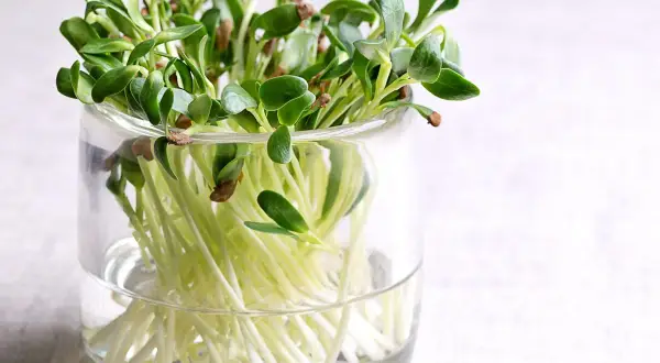 Frische Sprossen ziehen in einem Glas. Zarte grüne Blätter und weiße Wurzeln wachsen im Wasser.