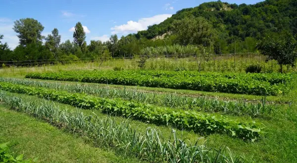Un rigoglioso orto in permacultura con file ordinate di verdure, tra cui aglio e fagioli, sotto un cielo azzurro.
