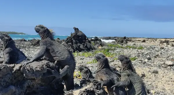 Galapagos wycieczka cena: morskie legwany wygrzewają się na skałach, w tle ocean i wyspy. Niezapomniane wrażenia z podróży.