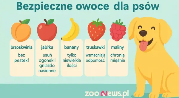 Uśmiechnięty piesek cieszy się owocami: brzoskwinią, jabłkiem, bananem, truskawką i maliną. Dowiedz się, co jedzą psy!
