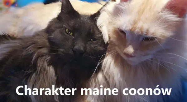 Dwa koty rasy maine coon, czarny i kremowy, przytulają się. Ich puszyste futro i łagodne spojrzenia podkreślają przyjazny **maine coon charakter**.