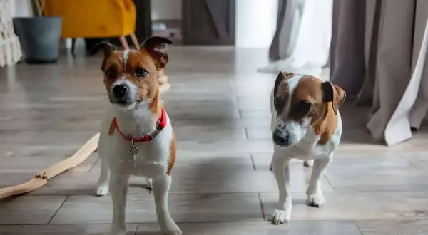 Dwa psy rasy jack russell terrier. Ich wady to nadmierna energia i potrzeba uwagi, ale ich urok rekompensuje wszystko.