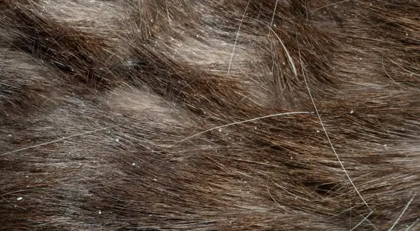 Nahaufnahme von braunem Katzenfell mit vielen kleinen weißen Schuppen. Die Katze hat Schuppen, die sich im Fell zeigen.