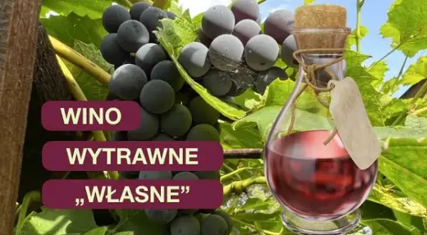 Jak zrobić wino wytrawne z winogron krok po kroku bez błędów