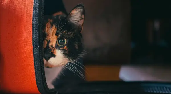 Trójkolorowy kot spogląda z pomarańczowego transportera.