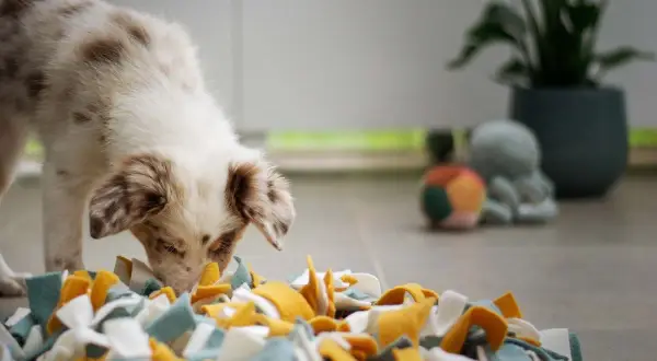 A fluffy puppy with brown spots intently sniffs a colorful snuffle mat, engaging in nosework for dogs.