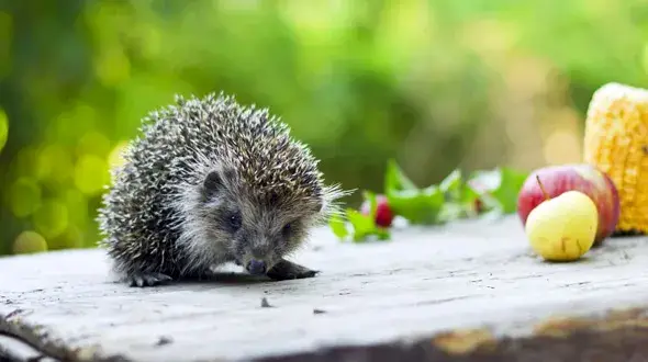 7 skutecznych sposobów jak zwabić jeża do ogrodu i cieszyć się jego obecnością