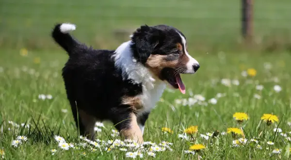 Ein süßer Berner Aussie Mix Welpe hechelt im Gras zwischen Gänseblümchen und Löwenzahn.