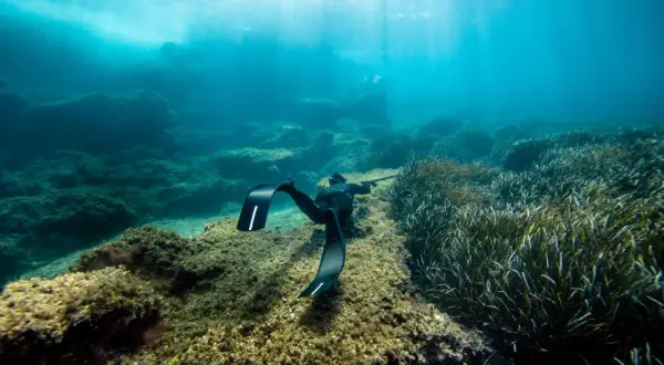 Nurkujący w czarnych płetwach, które świetnie nadają się do snorkelingu, eksploruje podwodny świat pełen skał i trawy morskiej.