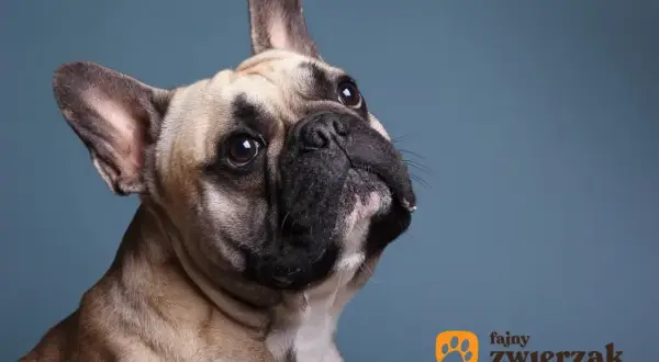 Uroczy buldog francuski z zaciekawieniem patrzy w górę. Dowiedz się, ile powinien ważyć buldog francuski, by był zdrowy i szczęśliwy.