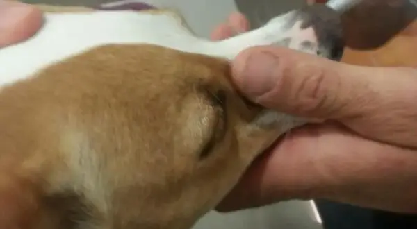 ¿Es peligroso sedar a un perro? Riesgos y consideraciones clave