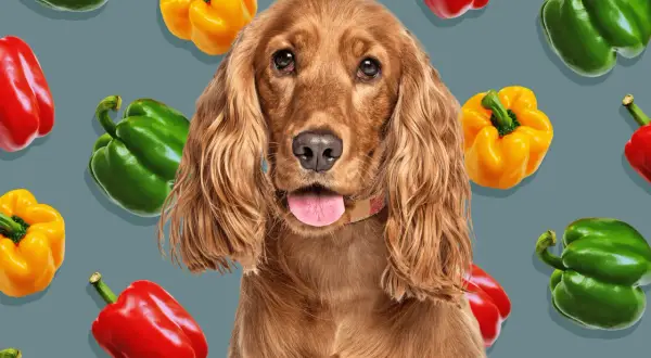 A cute dog with its tongue out, surrounded by colorful bell peppers. This image makes you wonder, can dogs eat green peppers?