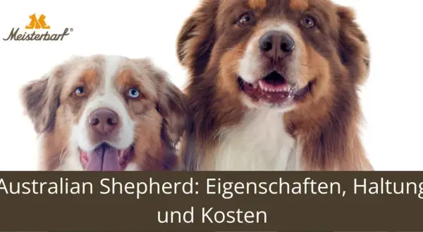 Zwei Australian Shepherds, ein Blick auf ihre Bedeutung und Eigenschaften.