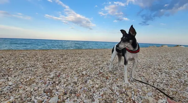 Cane nero e bianco su una spiaggia di ciottoli, con il mare blu e il cielo sereno sullo sfondo. Un luogo ideale per le spiagge per cani nelle Marche.