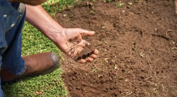 Mano examinando la textura del suelo barro, con un trozo de tierra y raíces.