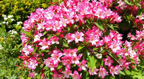 Gros plan sur un buisson de lauriers-roses roses et blancs en pleine floraison.