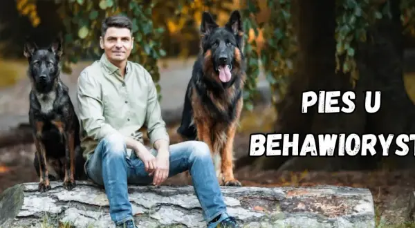Mężczyzna z dwoma owczarkami niemieckimi siedzi na pniu. Kto to behawiorysta? Pomaga psom zrozumieć świat.