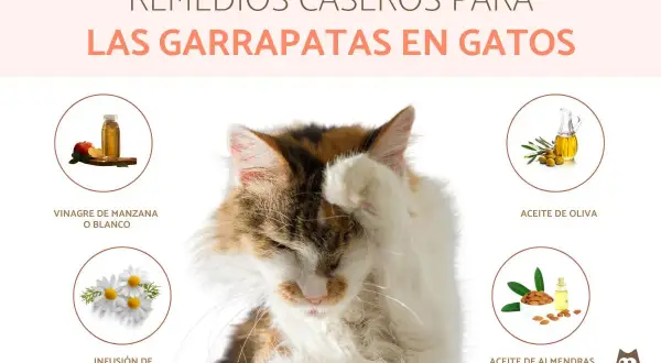 Gato con remedios caseros para quitar garrapatas: vinagre, manzanilla, aceite de oliva y almendras.