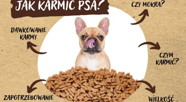 Buldog francuski z językiem na pysku nad stertą suchej karmy. Czy pies może jeść tylko suchą karmę? Obrazek omawia dawkowanie, zapotrzebowanie na wodę, wielkość porcji i czym karmić.