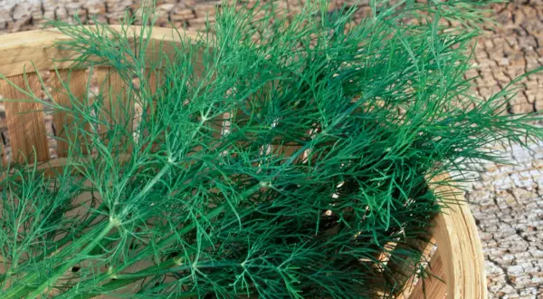 Frischer Dill in einem Holzkörbchen. So schneidet man Dill: die feinen grünen Zweige sind bereit für die Küche.