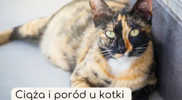 Po czym poznać, że kotka jest w ciąży? Objawy, które musisz znać