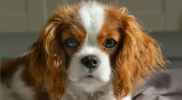 Cavalier King Charles Spaniel: Czy gubi sierść? Pielęgnacja i porady