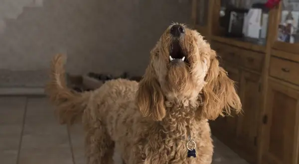 Perro lanudo marrón aúlla, quizás probando un antiladridos casero.