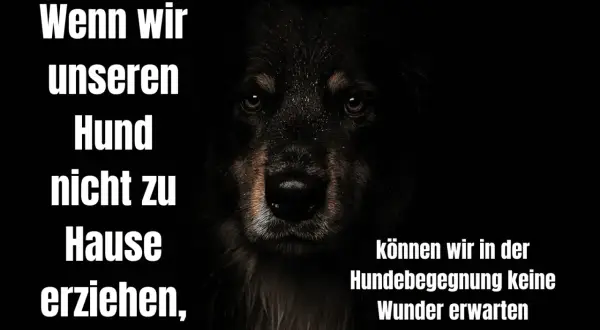 Dunkles Bild mit dem Gesicht eines Hundes. Text: "Wenn wir unseren Hund nicht zu Hause erziehen, können wir in der Hundebegegnung keine Wunder erwarten.