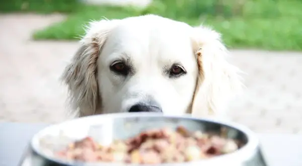 Ein neugieriger Hund blickt über seinen Napf mit BARF-Futter. Die Umstellung auf BARF ist eine gesunde Entscheidung für Ihren Hund.