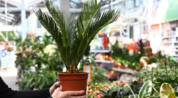 Dłoń trzymająca doniczkę z młodą palmą w centrum handlowym z roślinami.