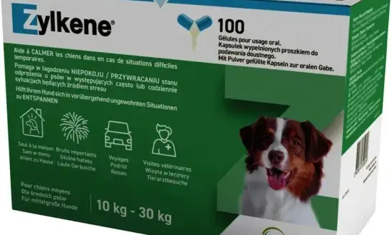 Leki dla psa: Gdzie kupić legalnie? Uniknij toksycznych pomyłek!