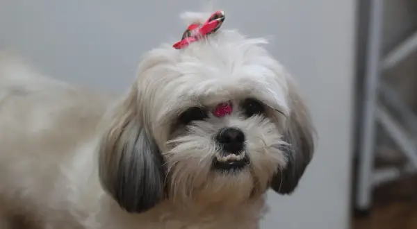 Uroczy shih tzu z kokardką na głowie i błyszczącym zdobieniem na czole. Długowieczność tych psów, czyli ile żyją shih tzu, zależy od wielu czynników.