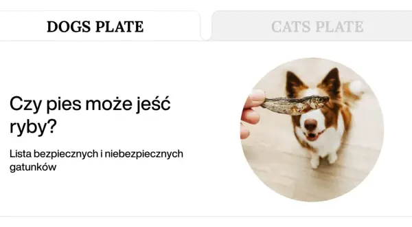 Czy pies może jeść surową rybę? Border collie z zaciekawieniem patrzy na suszoną rybkę podawaną przez właściciela.