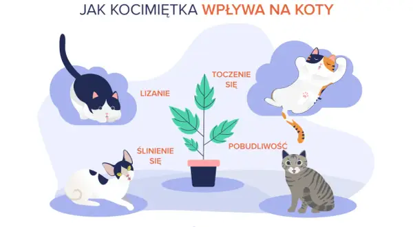 Kocimiętka dla kota: Tak, ale z umiarem! Bezpieczny poradnik