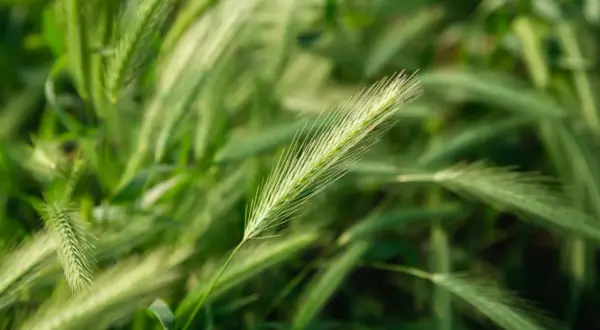 Zielone kłosy pszenicy, badane pod kątem parametrów pszenicy konsumpcyjnej, na tle rozmytego pola.