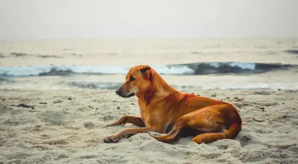 Brązowy piesek odpoczywa na piaszczystej plaży, ciesząc się wakacjami nad morzem.