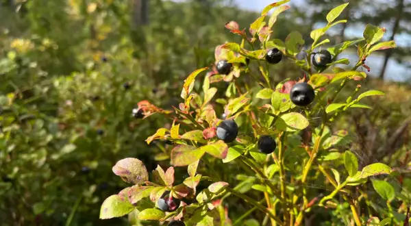 Reife Blaubeeren am Strauch. Der ideale Blaubeeren Standort im Wald, sonnig und mit Moos bewachsen.