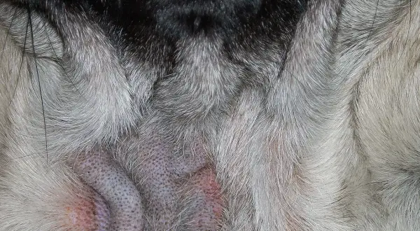 Nahaufnahme der Hautfalten eines Hundes, die gerötet und gereizt sind, möglicherweise durch Demodexmilben im Auge oder auf der Haut.