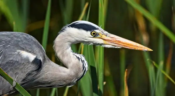 Un héron gris, perché dans les roseaux, observe attentivement. Sa patience est la clé pour savoir comment le héron attire les poissons, attendant le moment parfait pour frapper.