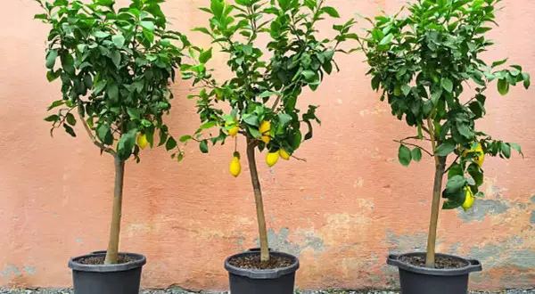 Tres pequeños árboles de limón en macetas negras, con limones amarillos colgando de sus ramas, frente a una pared de color salmón.