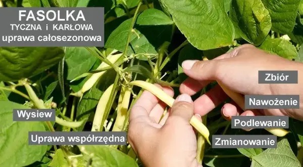 Jak kwitnie fasola i jak zapewnić jej obfite kwitnienie?
