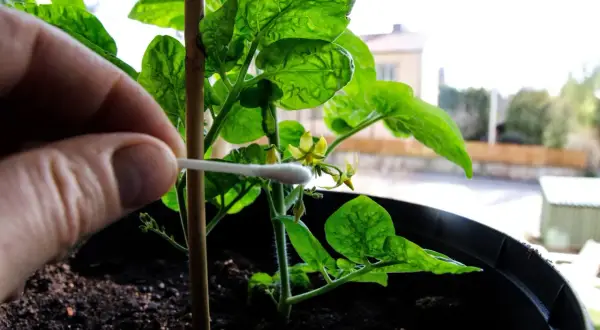 Handen hjälper till att pollinera en ung chiliplanta med en tops. Snart är det dags att plantera chili utomhus.