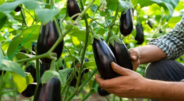 Hände prüfen reife Auberginen an der Pflanze. Die Erntezeit für das Aubergine pflanzen ist gekommen.