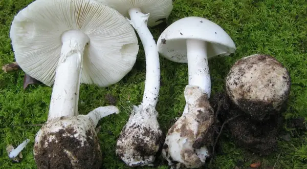Varias setas blancas grandes, algunas con el sombrero abierto mostrando las láminas, otras cerradas y una en forma de bola, cubiertas de tierra y musgo.