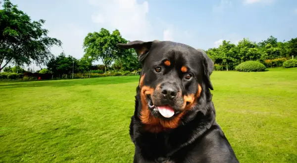 Un magnifique chien rottweiler, le regard plein de malice, profite d'une belle journée dans un parc verdoyant.