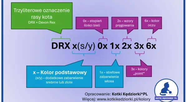Devon Rex Point - Cechy, pielęgnacja i cena kociaka tej rasy